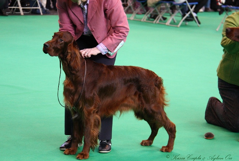 Crufts2011 202.jpg